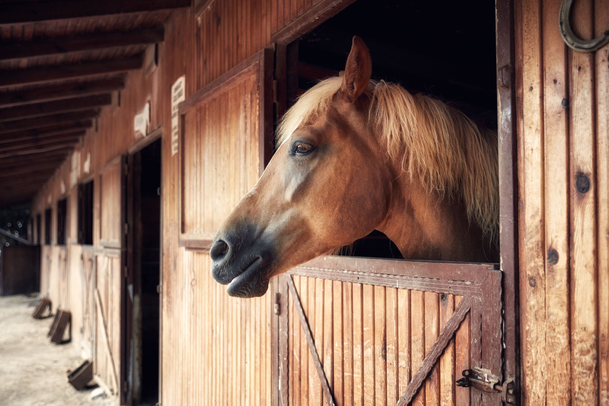 The Stable