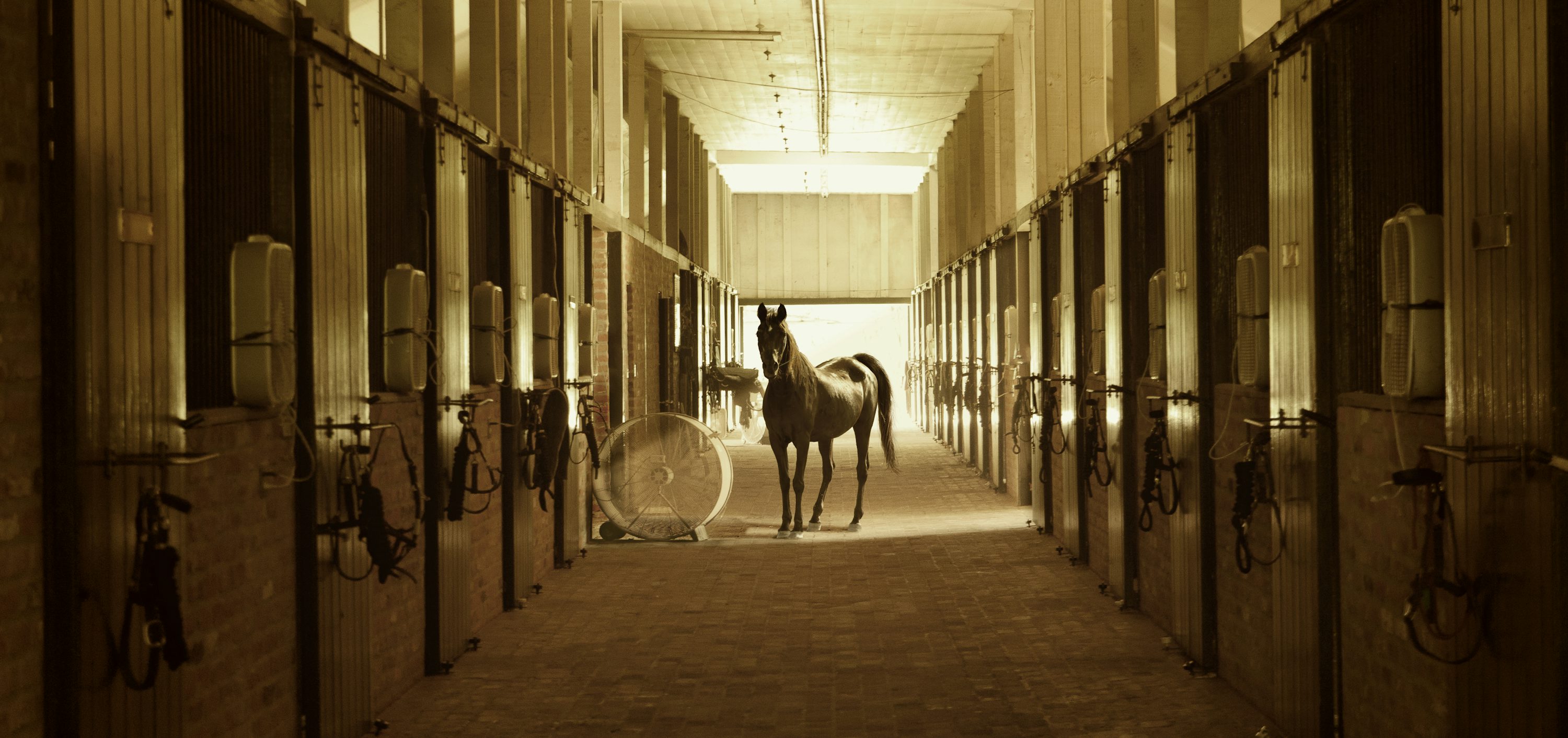 The Stable