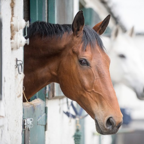 The Stable